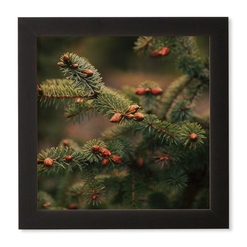 Hannah Kemp Spruce Tips Framed Wall Art