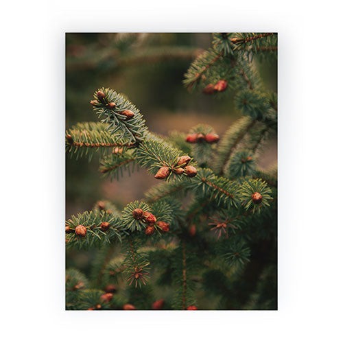 Hannah Kemp Spruce Tips Mini Art Print