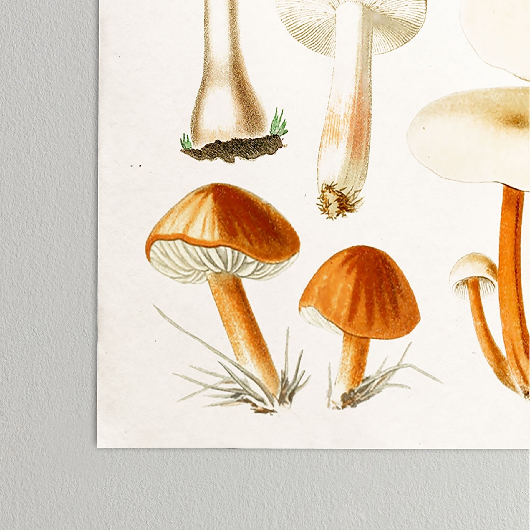 Gal Design Mushrooms Collection Poster