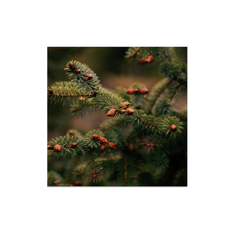 Hannah Kemp Spruce Tips Art Print